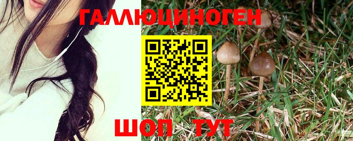 Псилоцибиновые грибы Psilocybe Армавир